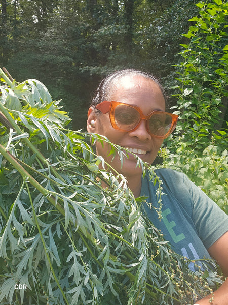 Harvesting herbs 🌿 for products